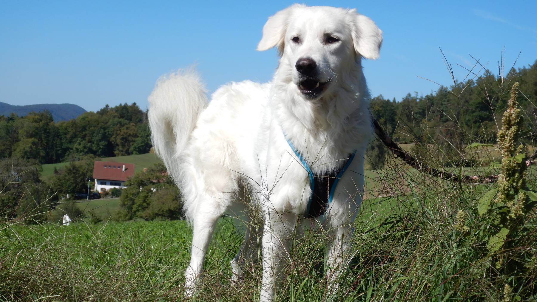Cooper