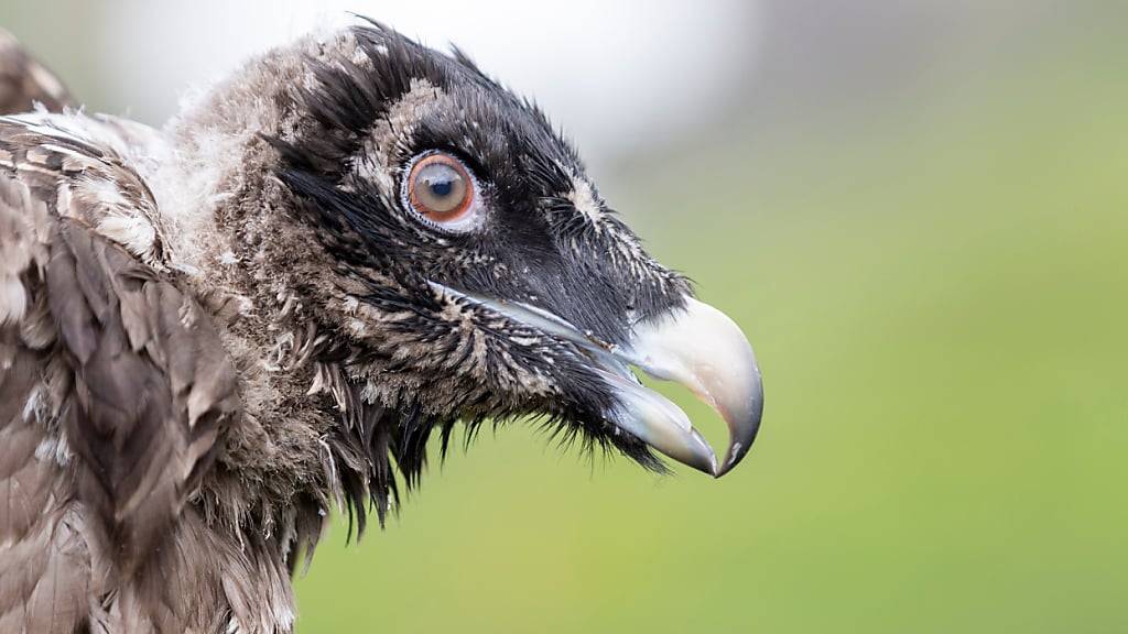 Der Bartgeier Finja war 2018 auf der Melchsee-Frutt ausgewildert worden. (Archivbild)