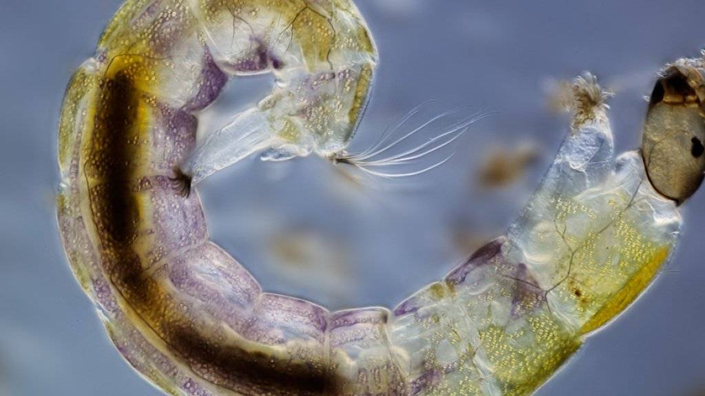 In Seen können bis zu 100 verschiedene Zuckmückenlarven vorkommen. Ihre Überreste lagern sich im Sediment und helfen Klimaforschern, die Temperaturen der Vergangenheit zu rekonstruieren. (Symbolbild)