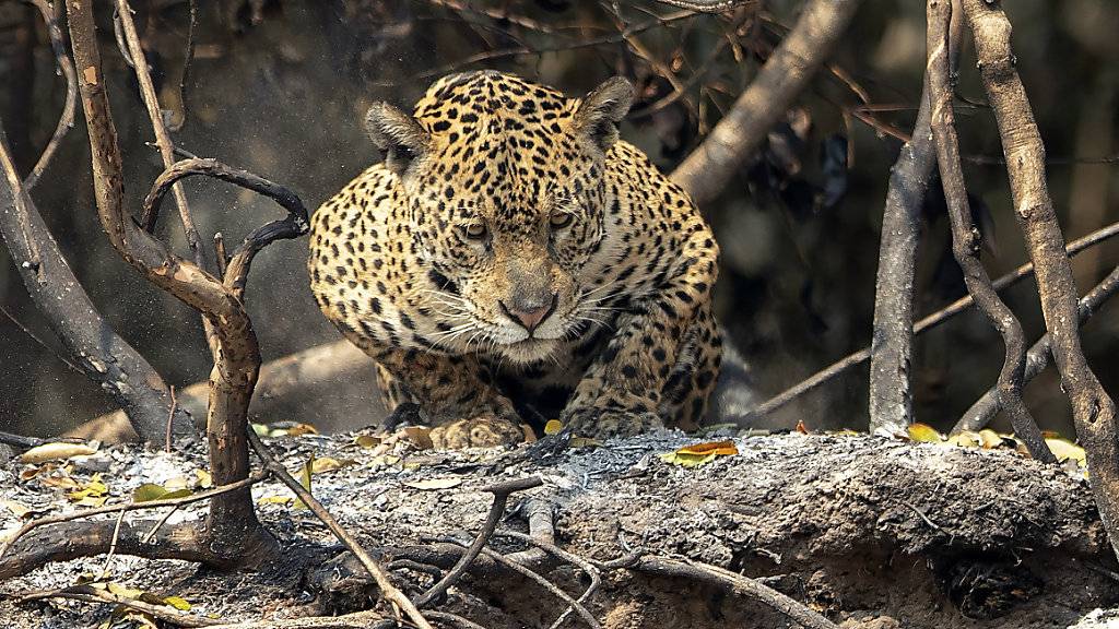 Ein Jaguar kauert in einem Gebiet, das vor kurzem durch Waldbrände im Staatspark Encontro das Aguas im Pantanal-Feuchtgebiet in der Nähe von Pocone verbrannt ist. Foto: Andre Penner/AP/dpa