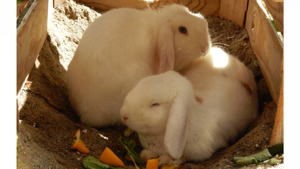 Annekäthy und Lilly