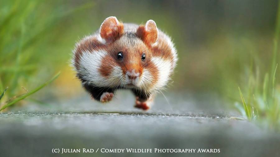 WINNER Comedy Wildlife Photography Awards