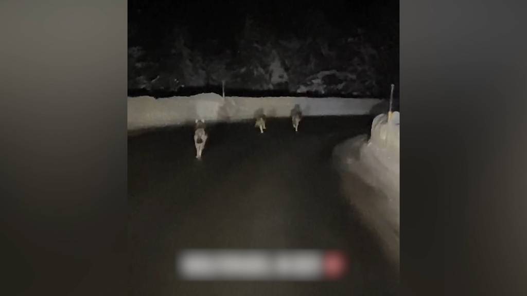 Paar sichtet Wolfsrudel