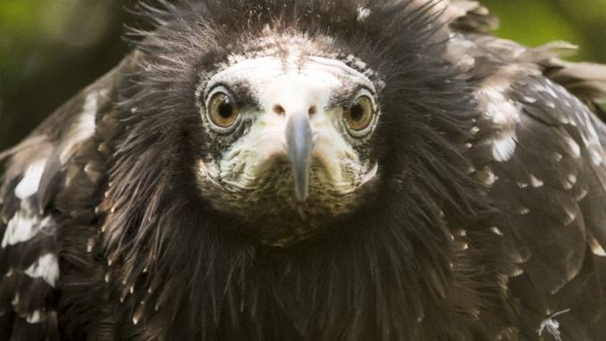 Zwei junge Schmutzgeier leben neu im Zürcher Zoo