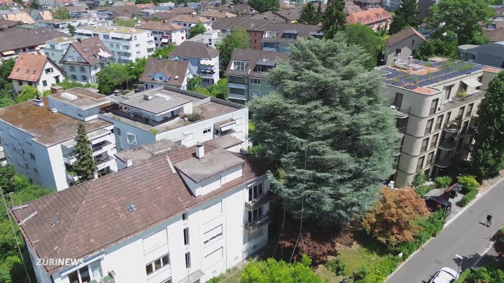 100-jähriger Baum spaltet Oerlikon