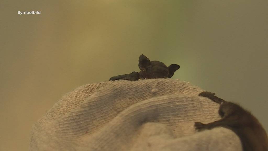 Seltene Fledermaus erstmals im Kanton Freiburg entdeckt