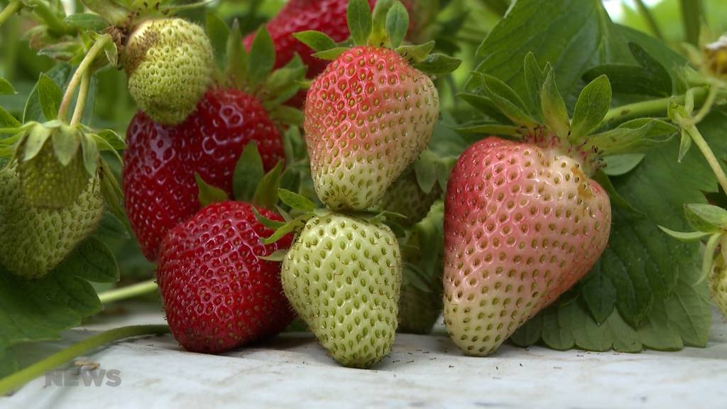 Super Erdbeersaison: Über 3'000 Tonnen Erdbeeren pro Woche