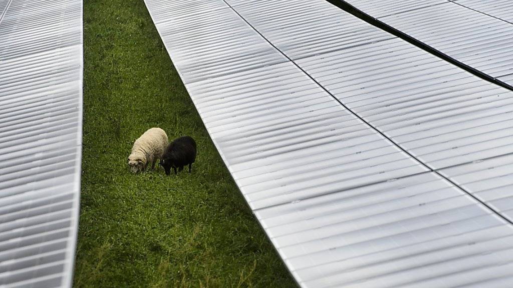 Zwei Schafe weiden zwischen den Panels des am Mittwoch eingweihten Solarparks «La Boverie» in Payerne VD.