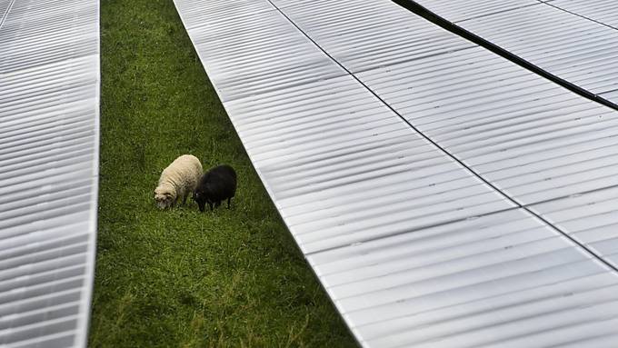 Payerne VD weiht Solarpark ein, unter dem die Schafe grasen