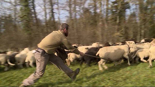 300 Schafe ziehen durch den Aargau