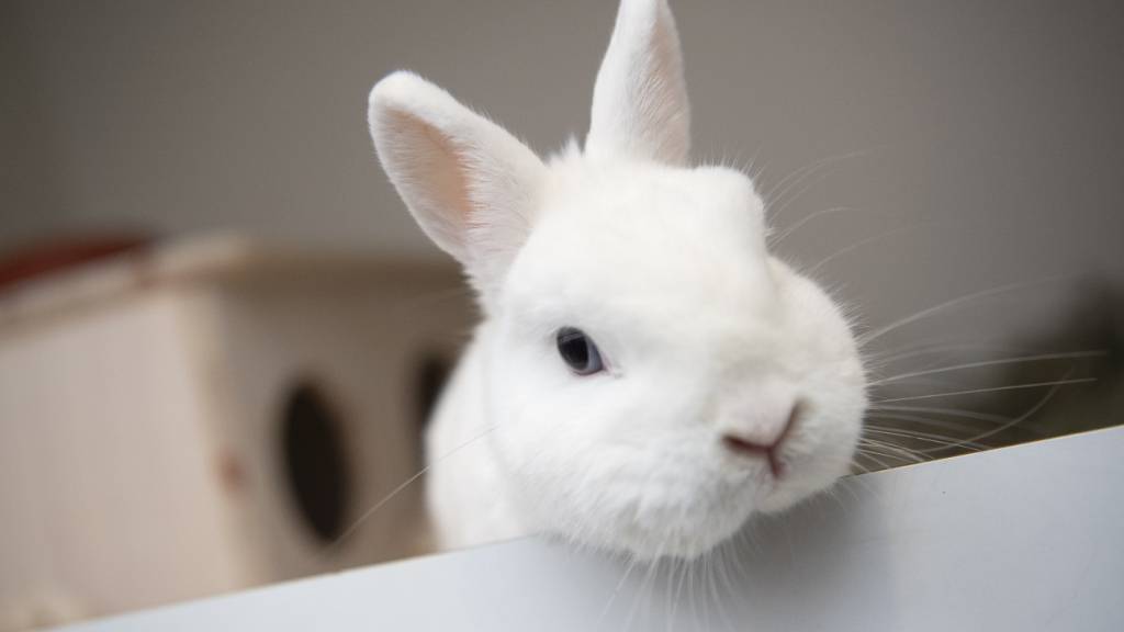 Die Tierklappe in Hilterfingen nimmt Kaninchen auf. (Symbolbild)