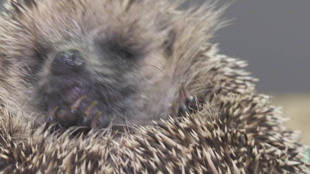 Stacheltiere in Not: Ostschweizer Igelstationen platzen aus allen Nähten