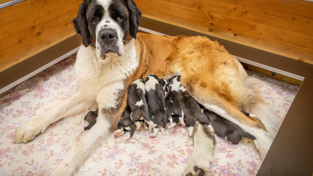 Die stolze Hunde-Mutter Plume mit ihrem Nachwuchs.