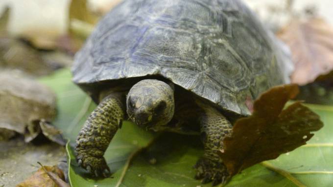 Auf Flughafen von Galápagos 185 Schildkröten in Koffer entdeckt