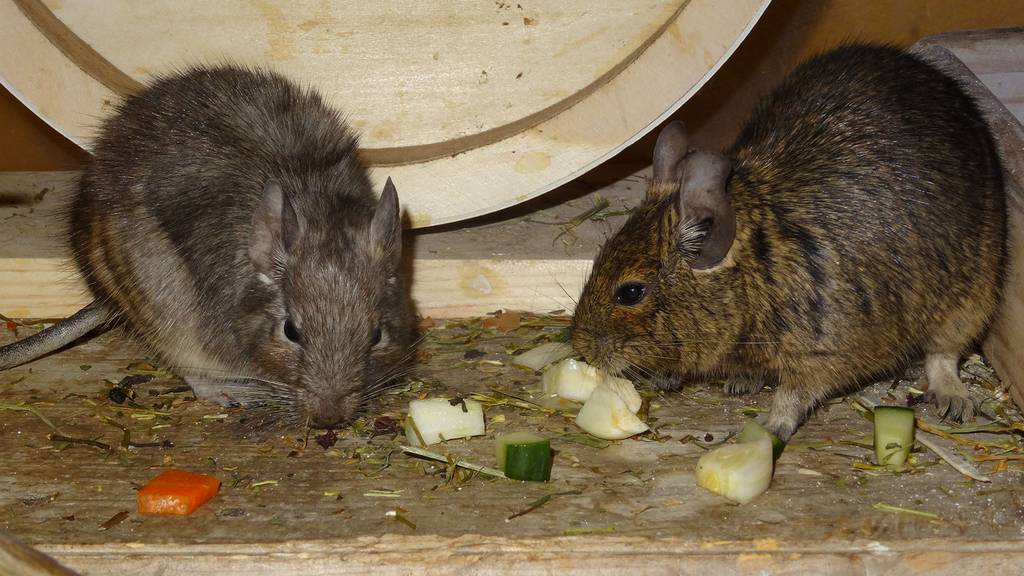 Degus Oana, Ophelia & Odette