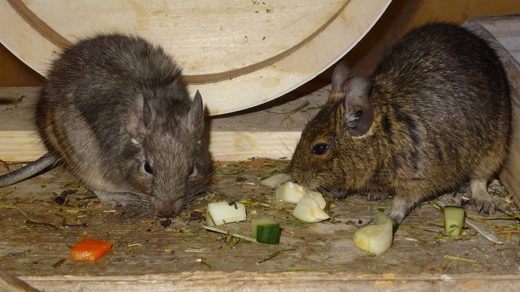 Degus