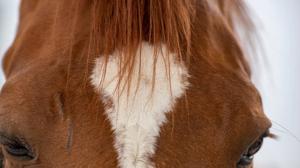 Über 30 Pferde aus dem Tierschutzfall von Ramiswil SO suchen seit Mittwochmorgen neue Besitzende. (Symbolbild)