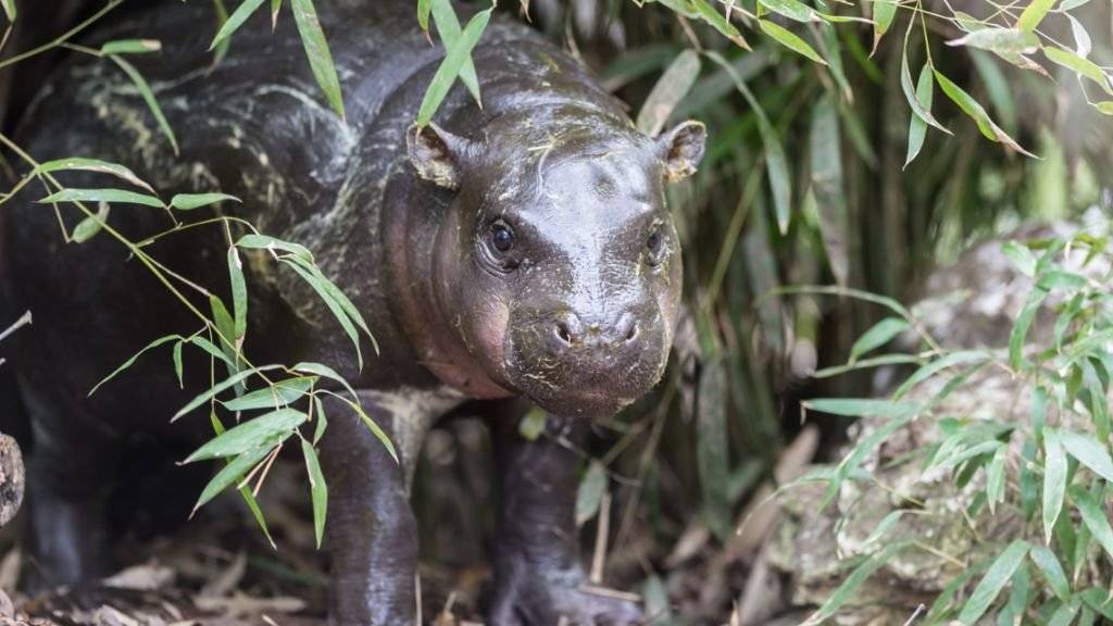 Nyande heisst das Zwergflusspferd-Baby, das schon letzten November im Zoo Basel zur Welt gekommen ist. Nach draussen wagt es sich erst jetzt, wenn die Tage wärmer werden.