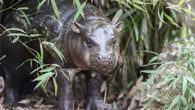 Zoo Basel vermeldet Nachwuchs bei den Zwergpflusspferden