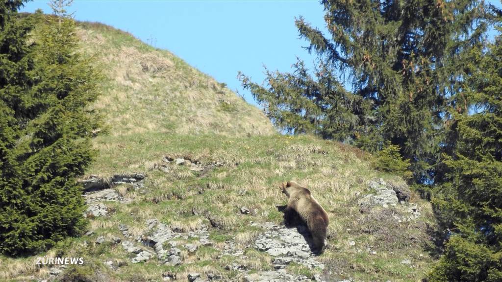 Bärenspuren auf dem Uetliberg entdeckt