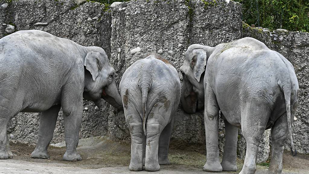 Das nach der Geburt im Zoo Zürich gestorbene Elefantenkalb war zu schwach. Seine Familie bemühte sich vergeblich, ihm auf die Beine zu helfen. (Archivbild)