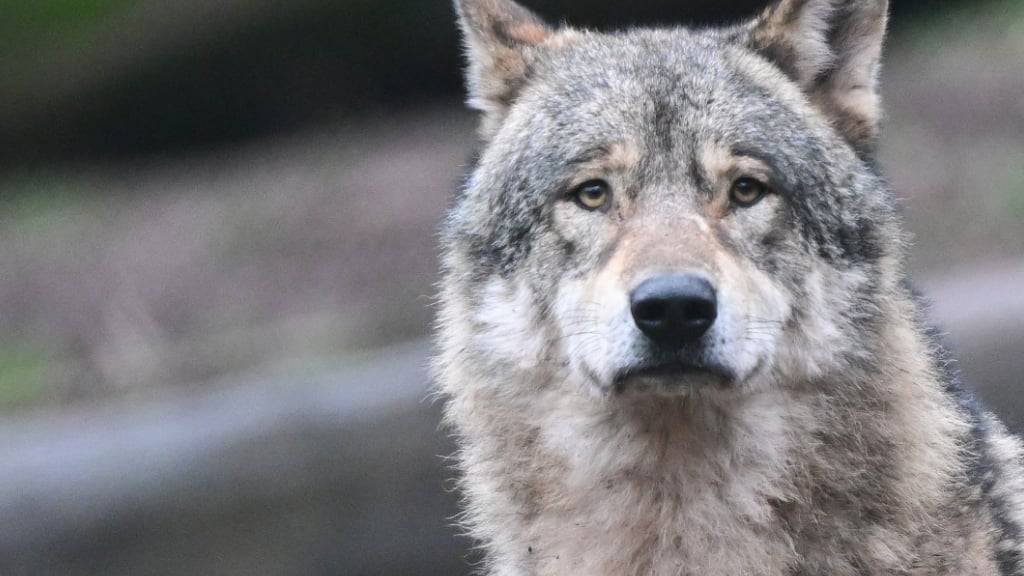 Wolf reisst erneut Tier in Appenzell Ausserrhoden