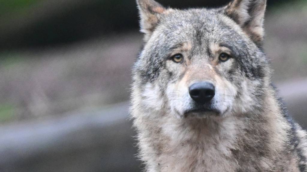 Ein Wolf hat in Wolfhalden AR ein Alpaka gerissen. (Symbolbild)