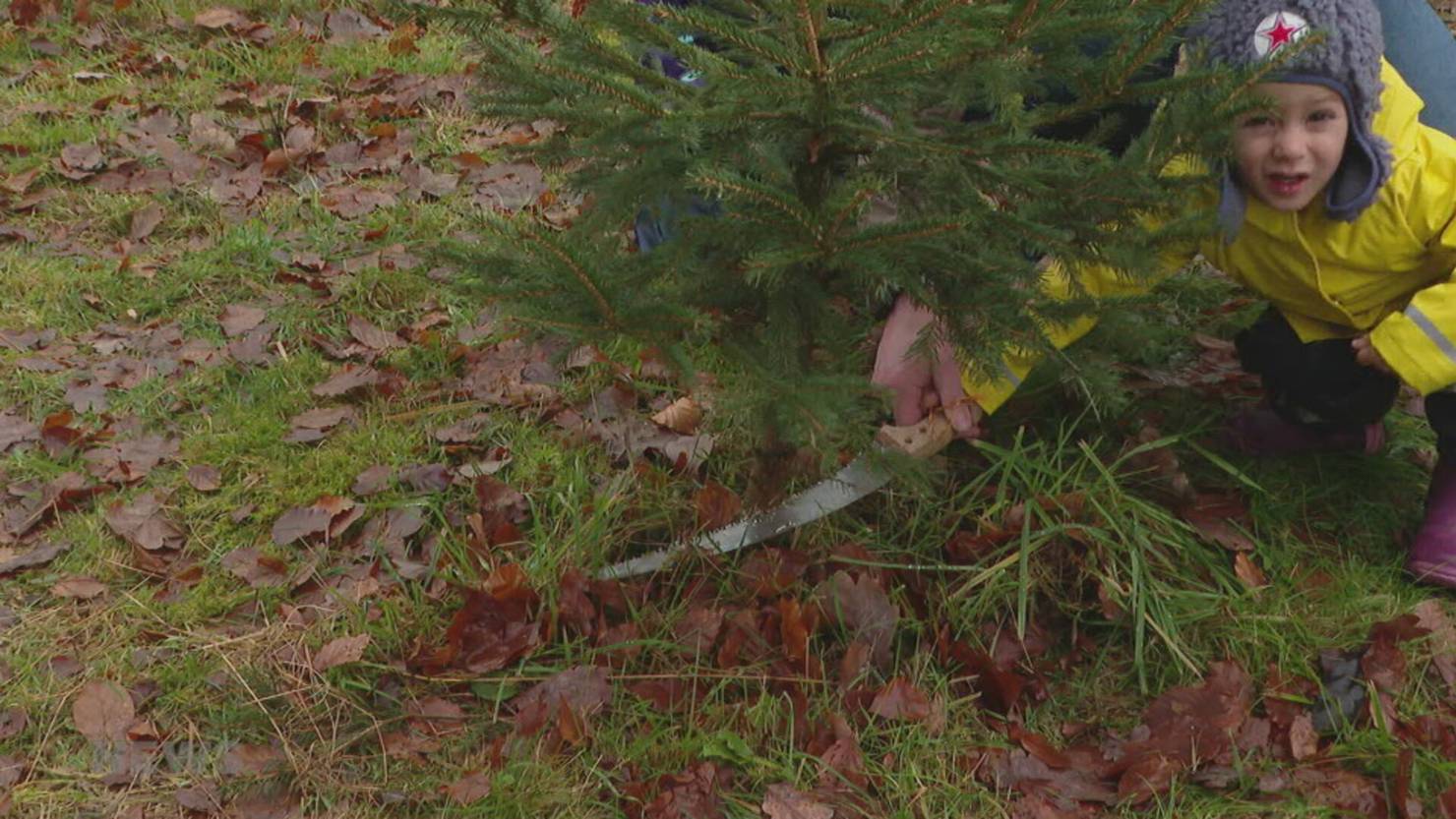 Weihnachtsbaum selbst schneiden, statt nur aussuchen TeleBaern