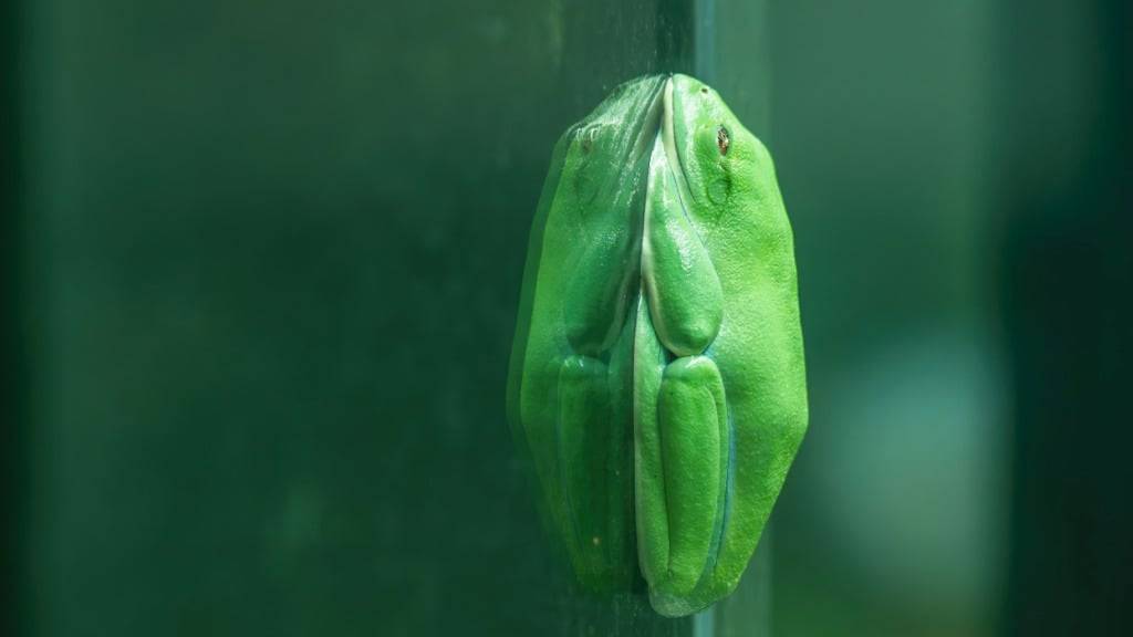 Der nachtaktive Orangeaugen-Laubfrosch hängt sich tagsüber auch mal an die Glasscheibe.