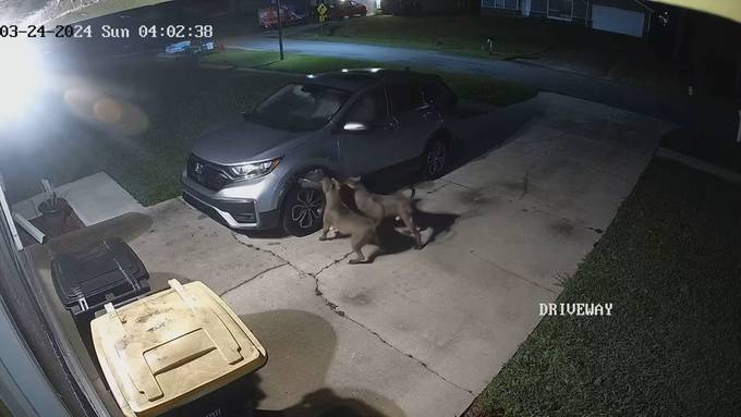 Hunde zerfetzen Auto in Florida wegen Katze