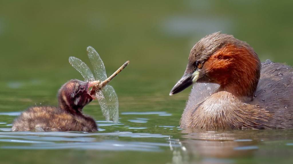 Birdlife Schweiz hat den Zwergtaucher zum Vogel des Jahres 2024 ernannt.