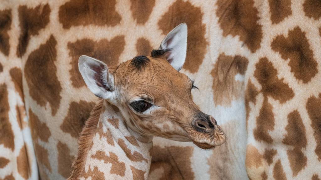 Im Zoo Basel hat es im März Nachwuchs bei den Kordofan-Giraffen gegeben.