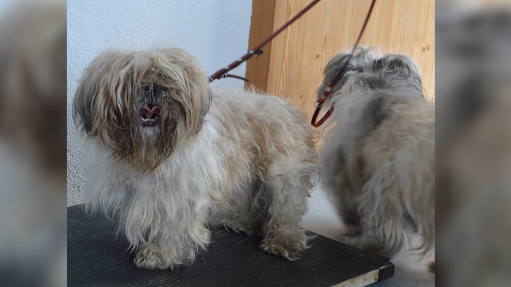 Verwahrloste Hunde in Rombach ausgesetzt