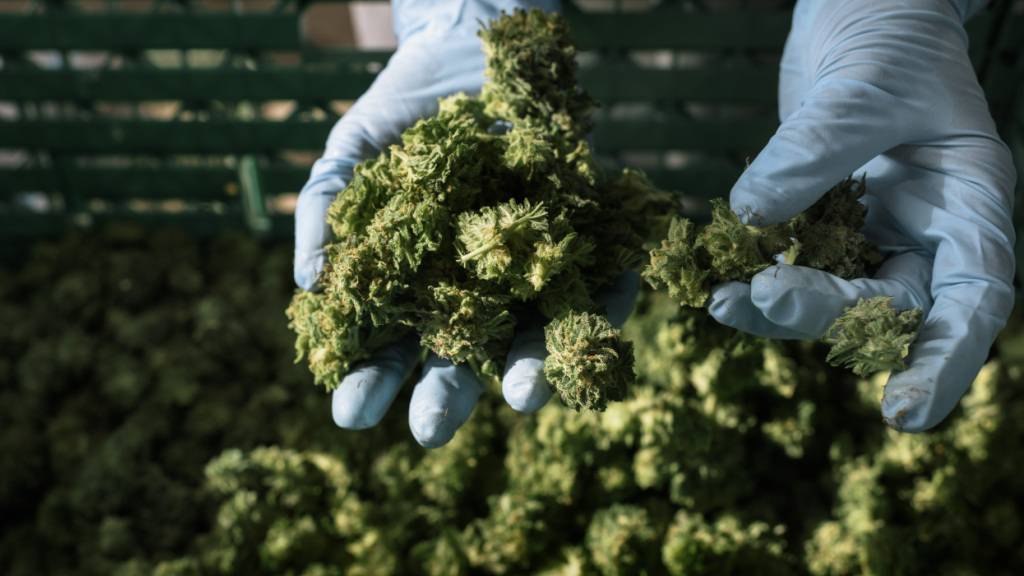 St. Galler Staatsanwaltschaft bestraft Marihuana-Erntehelfer