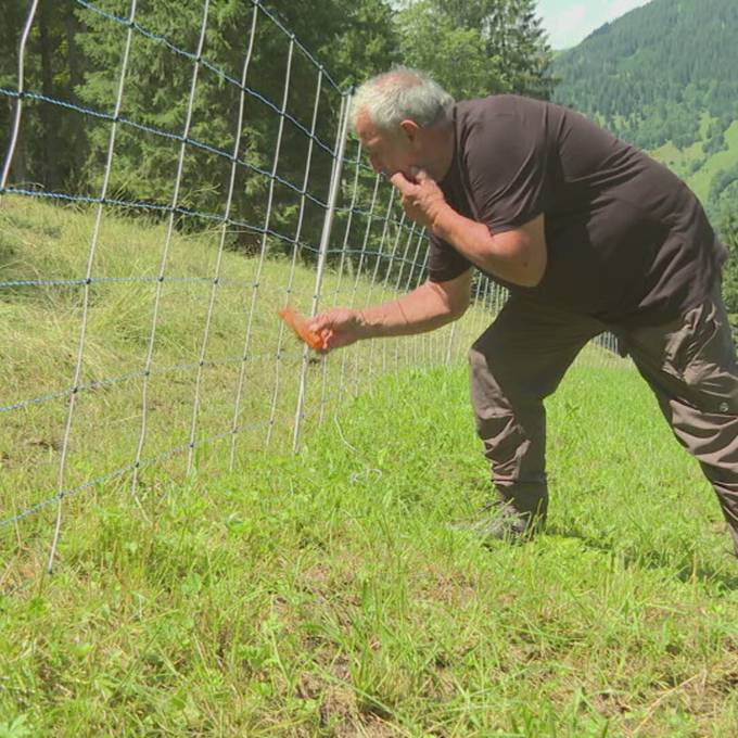 Wolf reisst erneut Schafe: Bauern werden ungeduldig