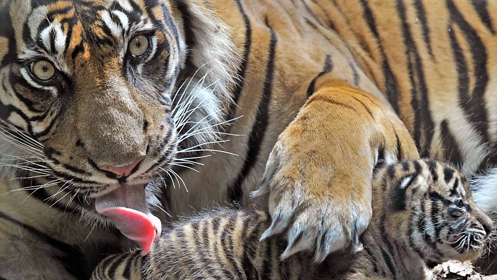 Eine Sumatra-Tigerin beschützt im Zoo von Frankfurt am Main ihren Nachwuchs. In Indonesien sind drei seltene Sumatra-Tiger in einer Falle verendet. Laut dem Sprecher der örtlichen Naturschutzbehörde wurden die Kadaver der Raubkatzen – eine Tigermutter mit zwei Jungen – in der Provinz Aceh gefunden.