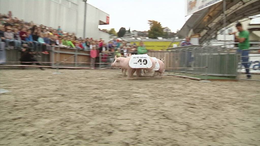 Säuli-Rennen vor Bundesgericht: Kurioser Wettzoff sorgt für Wirbel