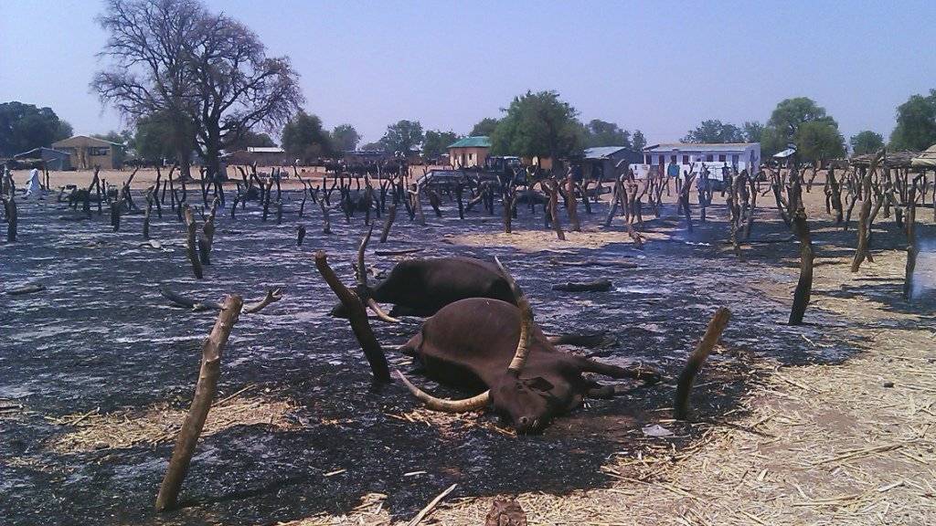 In Nigeria kommt es immer wieder zu tödlichen Überfällen von Viehdieben, wie 2012 in Potiskum im Nordosten des Landes. (Archivbild)