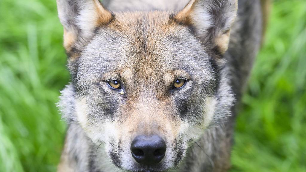 ARCHIV - Ein Wolf steht im Gehege im Wisentgehege Springe. Die strengen EU-Schutzregeln für Wölfe könnten auf Grundlage einer europaweiten neuen Datensammlung gelockert werden. Foto: Julian Stratenschulte/dpa