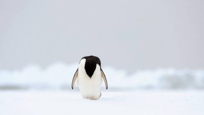 Tausende Pinguin-Küken in der Antarktis verhungert