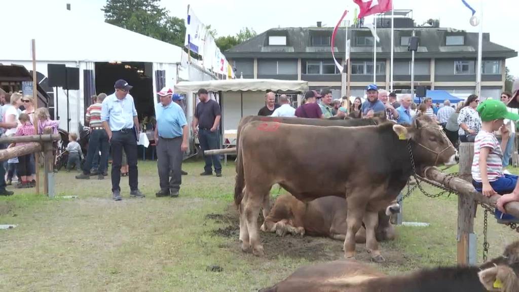 Braunvieh Schweiz feiert Jubiläum