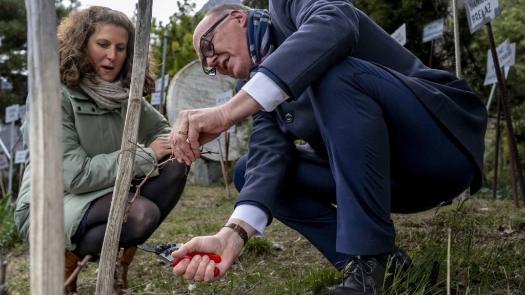 Unter Anleitung der Winzerin Caroline Tramaux Rossier hat Martin Pfister am Samstagnachmittag die Reben in Farinet geschnitten.