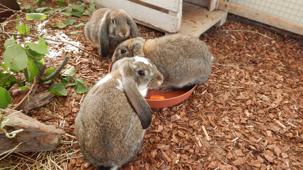 Mutter Zelda mit Zara, Zoe, Zappa und Zappli