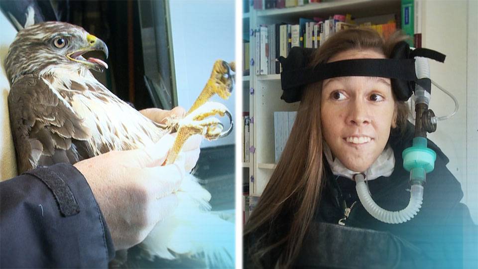 Mäusebussard / Bettina