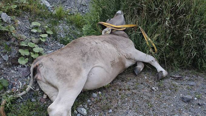 Tote Kuh wird mit Heli von Alp abtransportiert und einfach liegengelassen