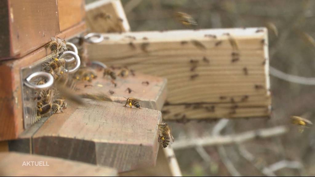 Bienen-Diebe: Tausende Bienen wurden in Oensingen gestohlen