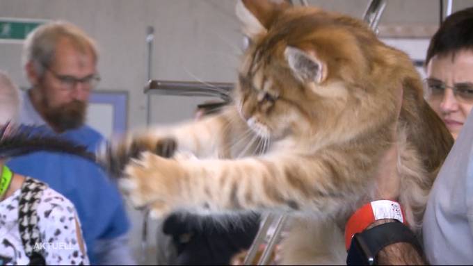 Katzenhalter aus ganz Europa präsentieren in Villmergen ihre Vierbeiner
