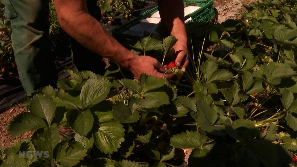Zu klein, zu gross, zu unförmig: Anti Foodwaste Projekt aus Thun rettet unperfekte Erdbeeren