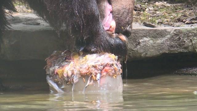 Abkühlung für Tiere