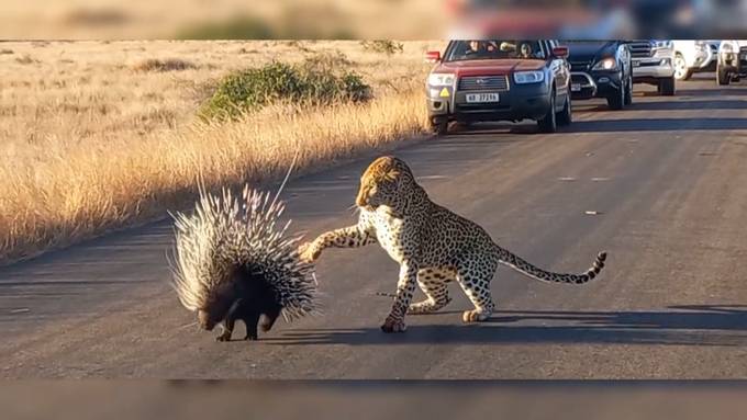 Keine leichte Beute: Leopard verzweifelt an Stachelschwein